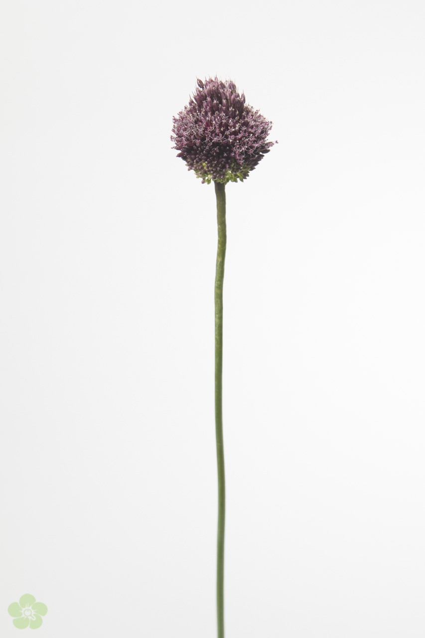 floweracademy
