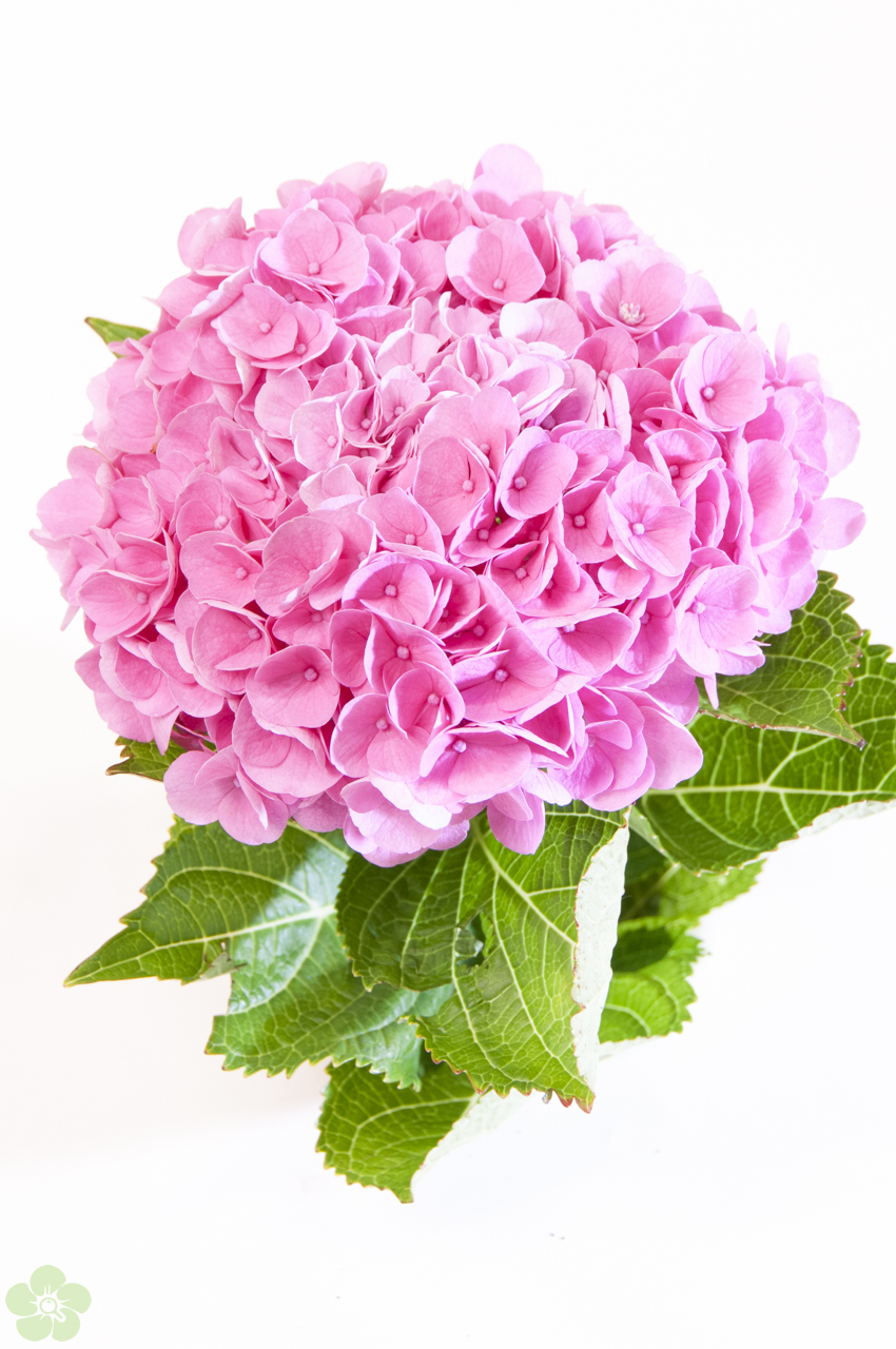 floweracademy