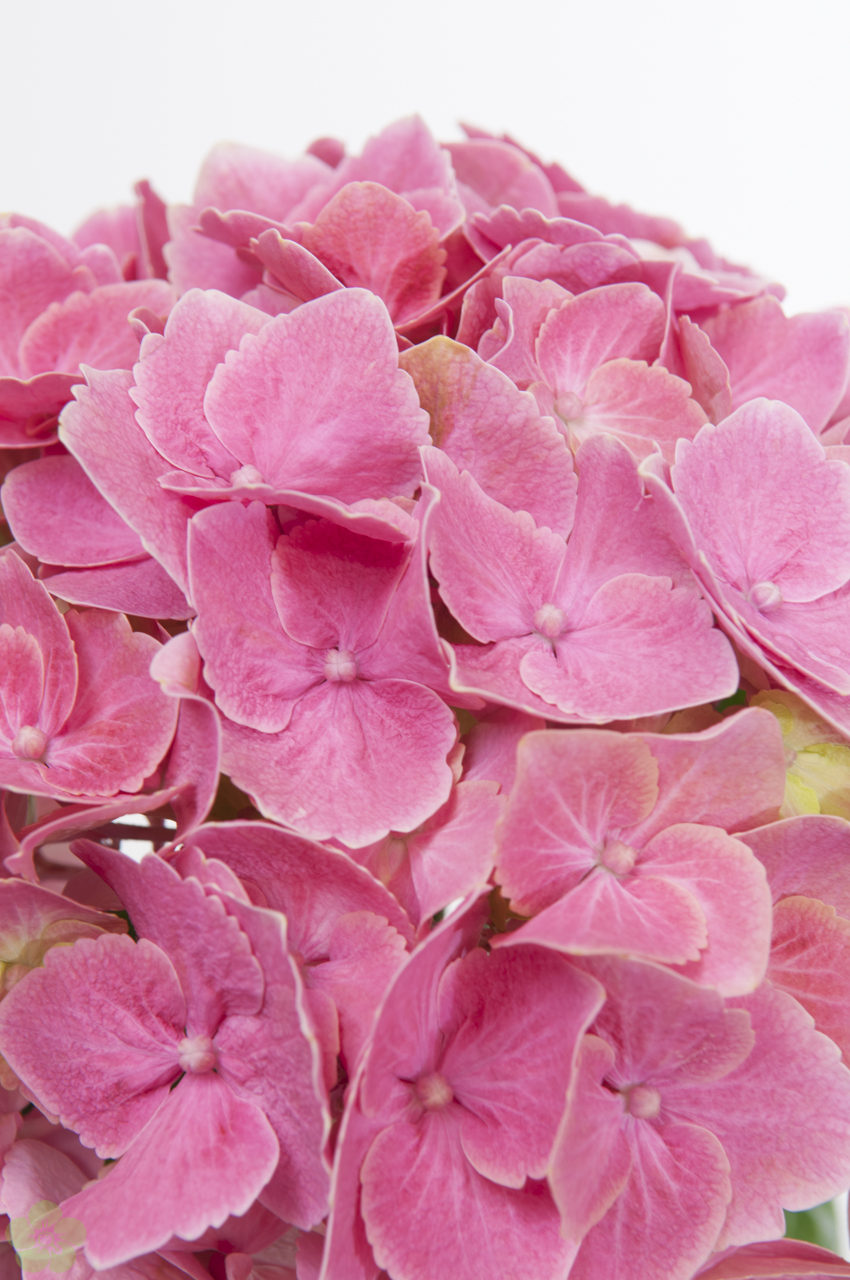 floweracademy