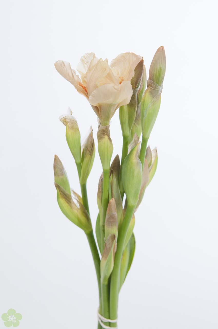 floweracademy