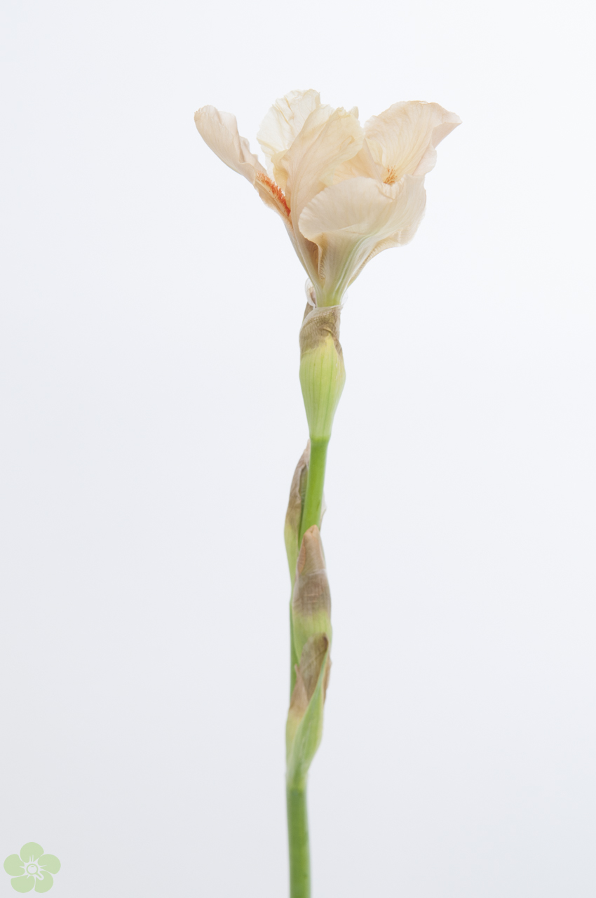 floweracademy