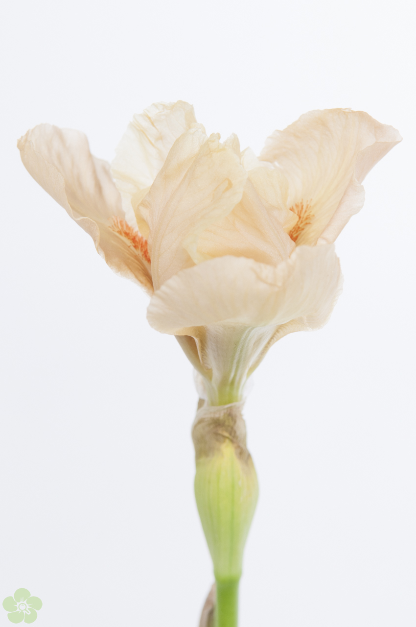 floweracademy
