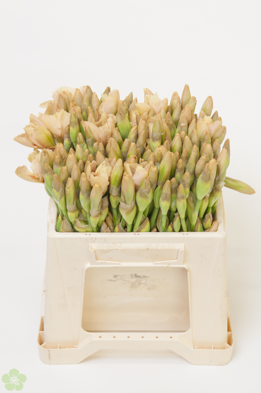 floweracademy