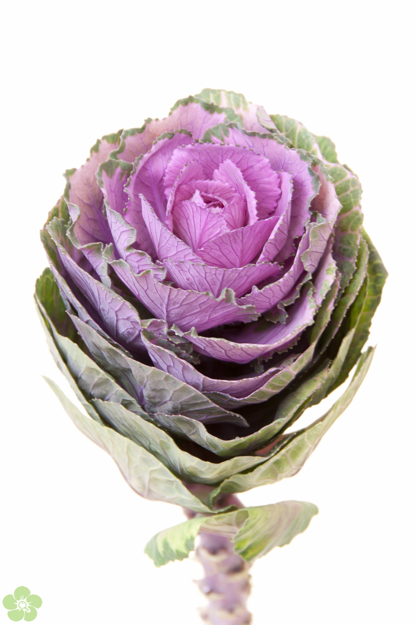 floweracademy