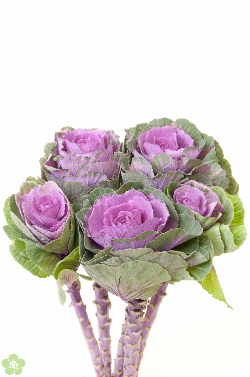 floweracademy