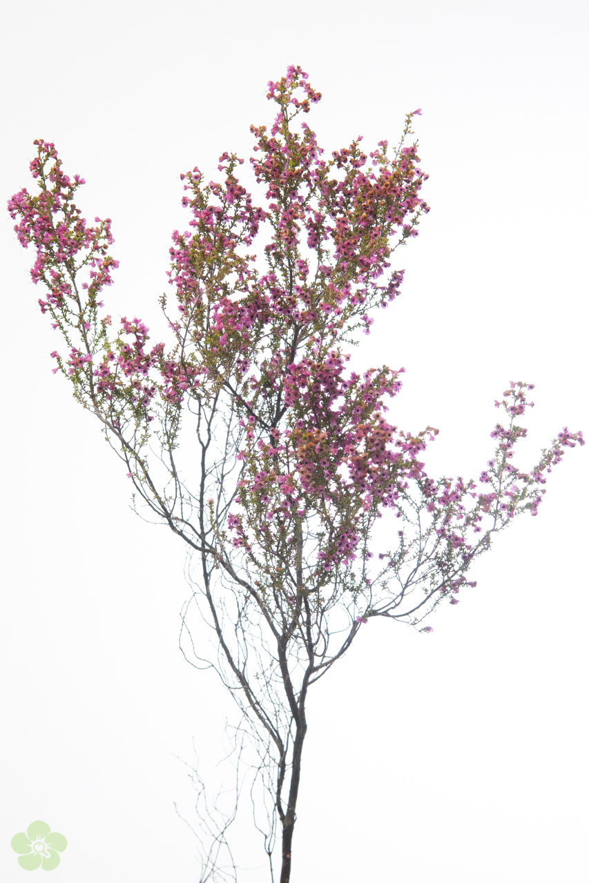 floweracademy