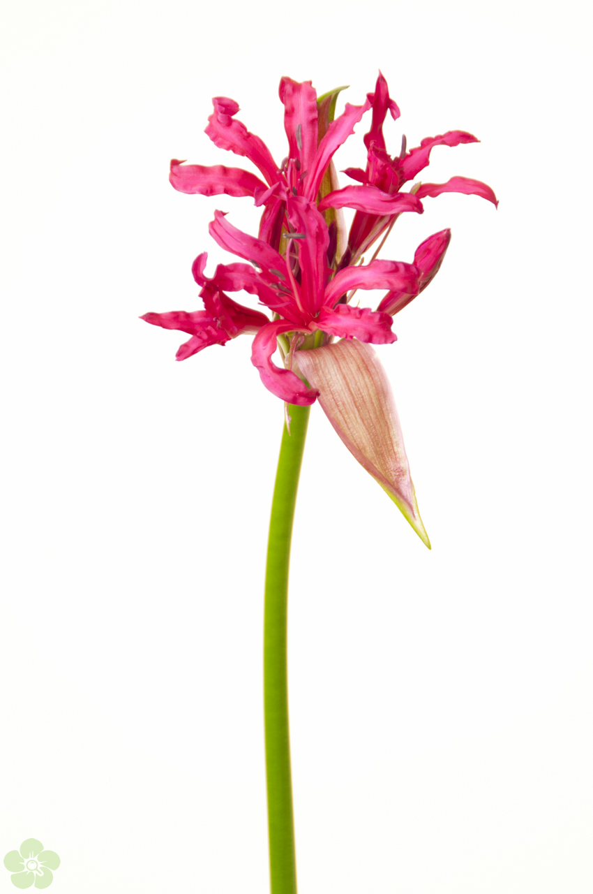 floweracademy