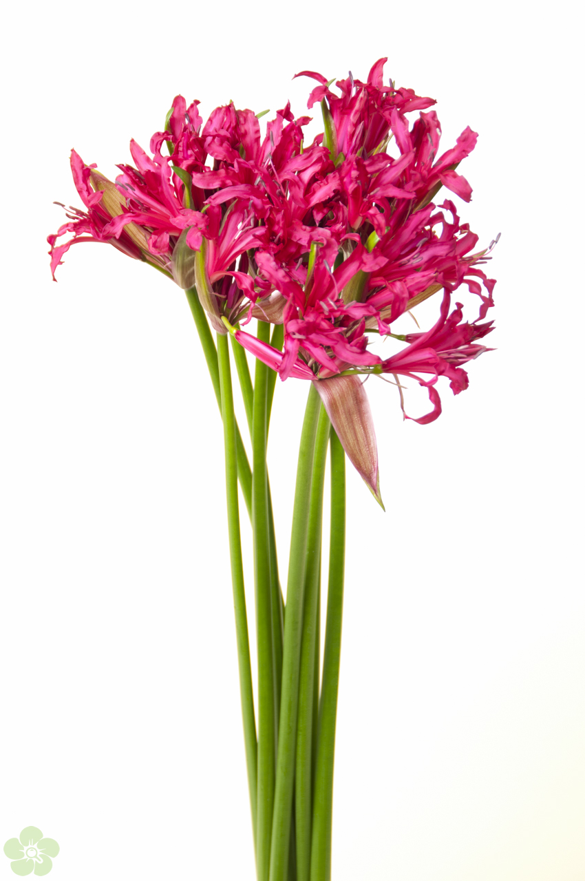 floweracademy