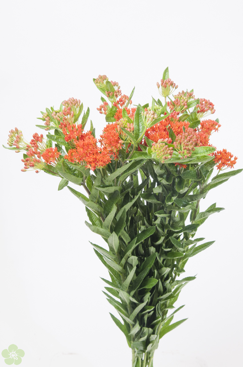 floweracademy