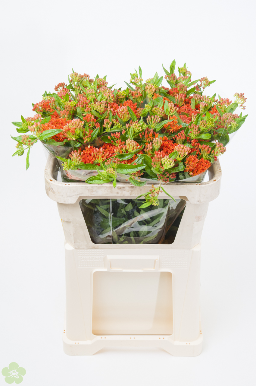 floweracademy