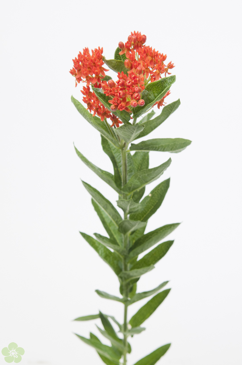floweracademy