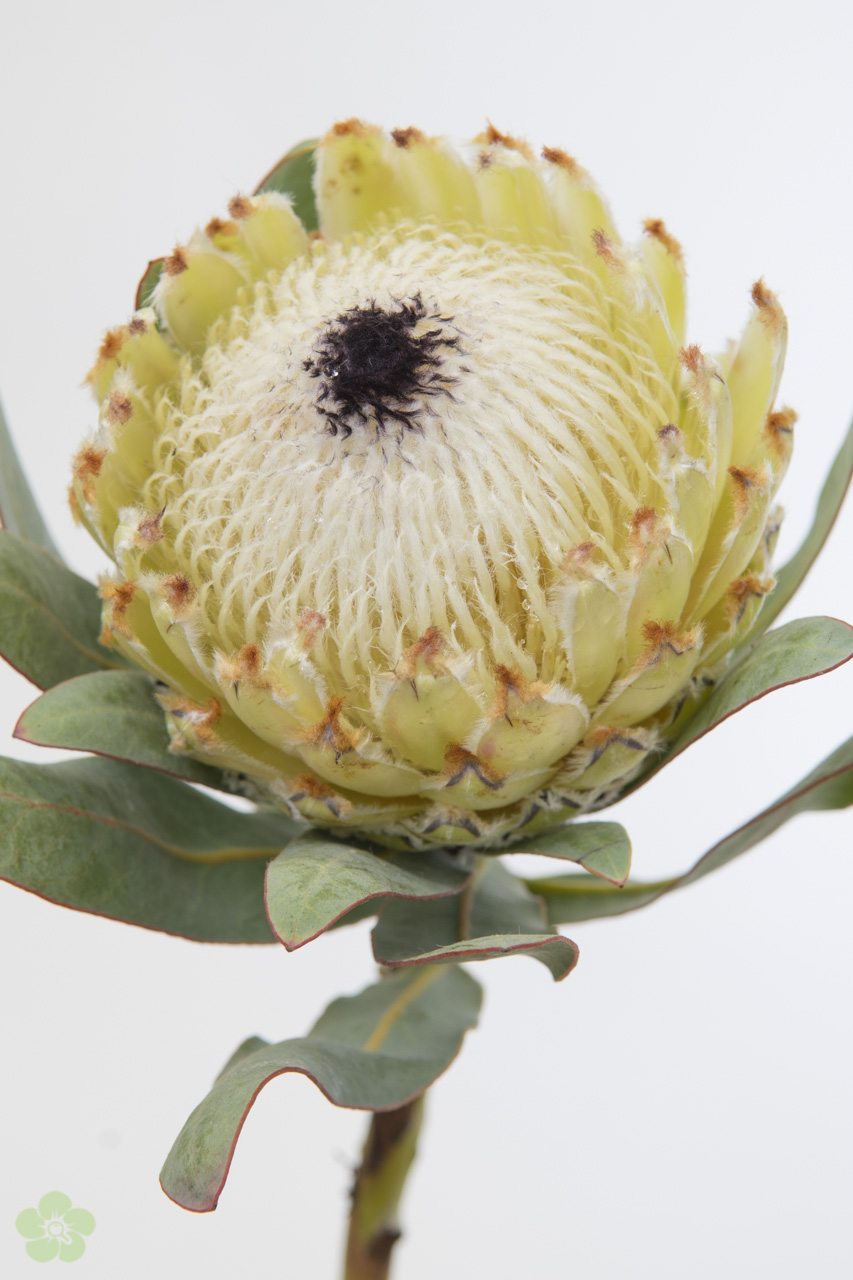 Protea weiss Snow Queen 40cm (Bangsia und Protea) | Heyl - Blumengroßhandel  / Floristikgroßhandel