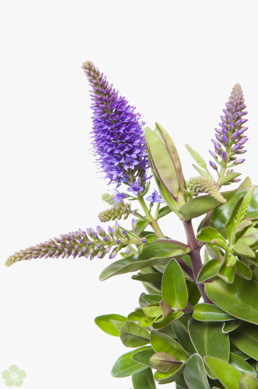 floweracademy