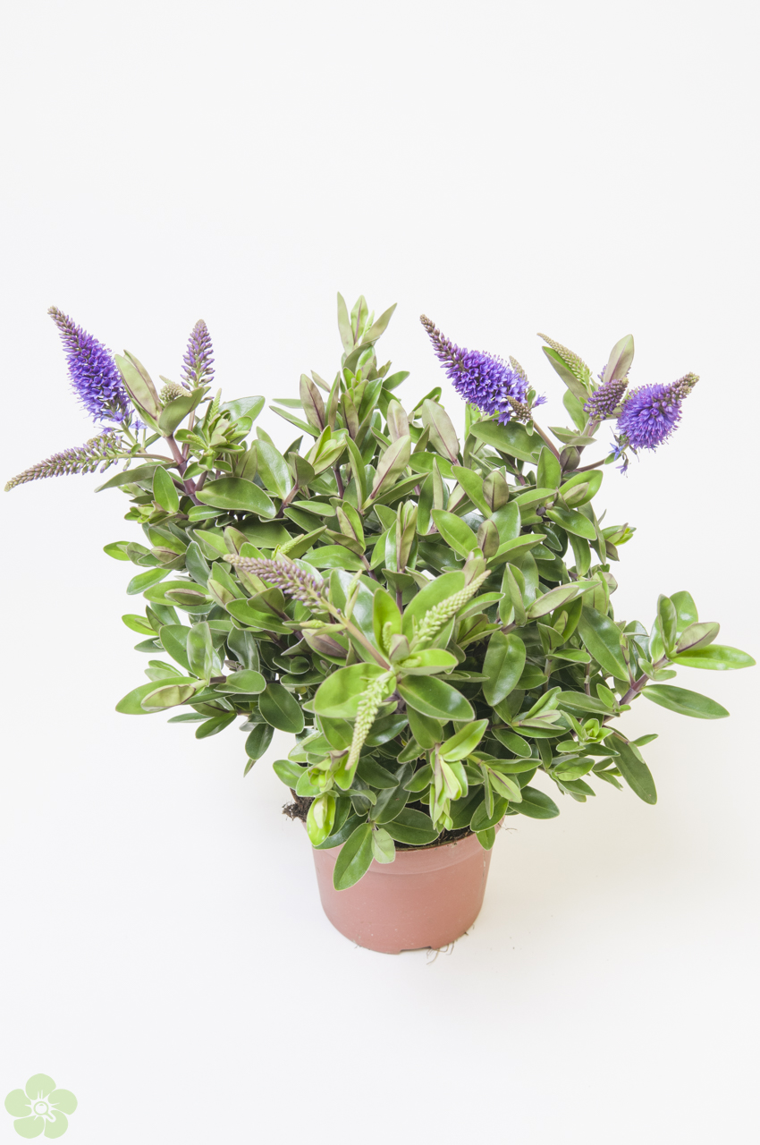 floweracademy