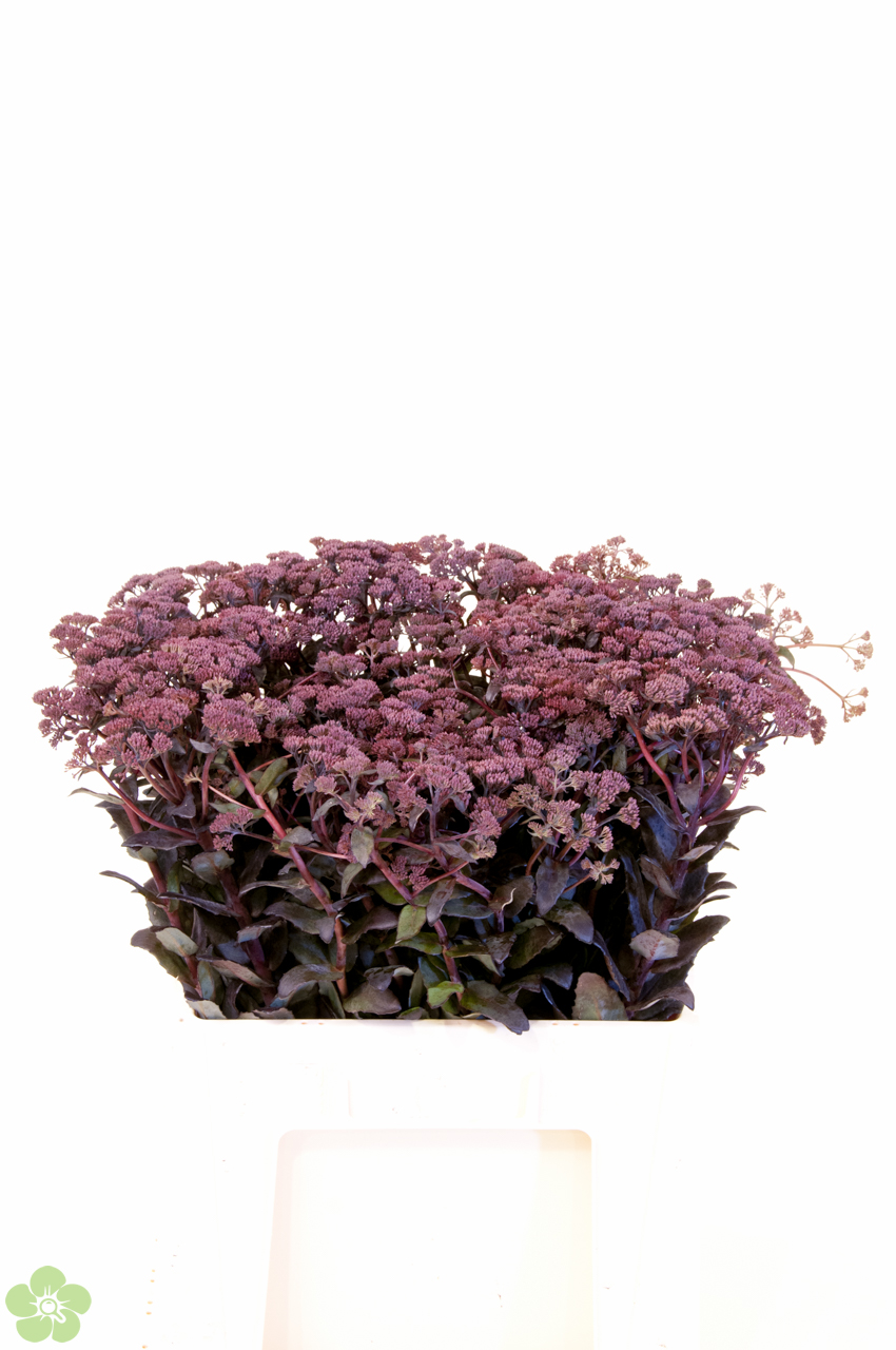 floweracademy
