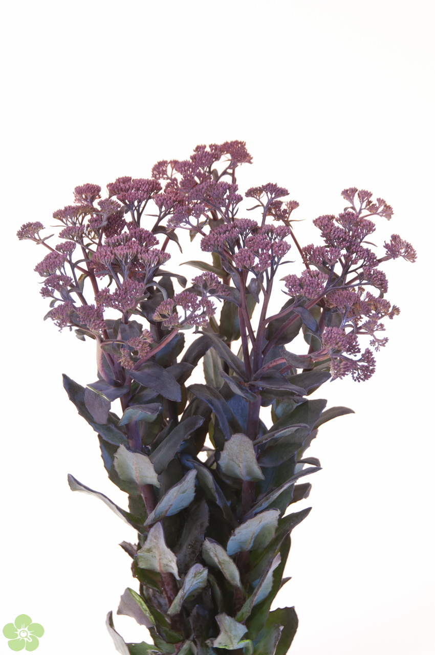 floweracademy