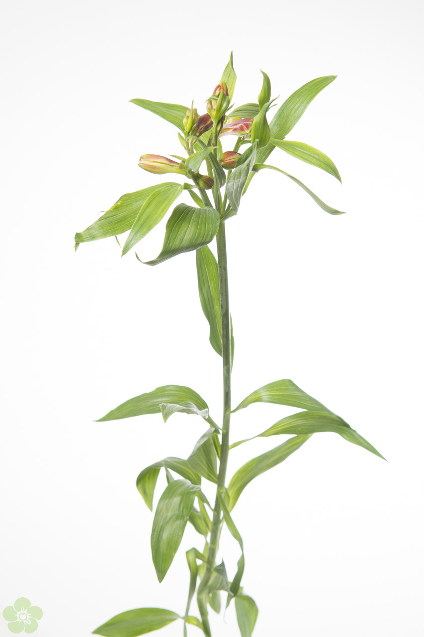 floweracademy