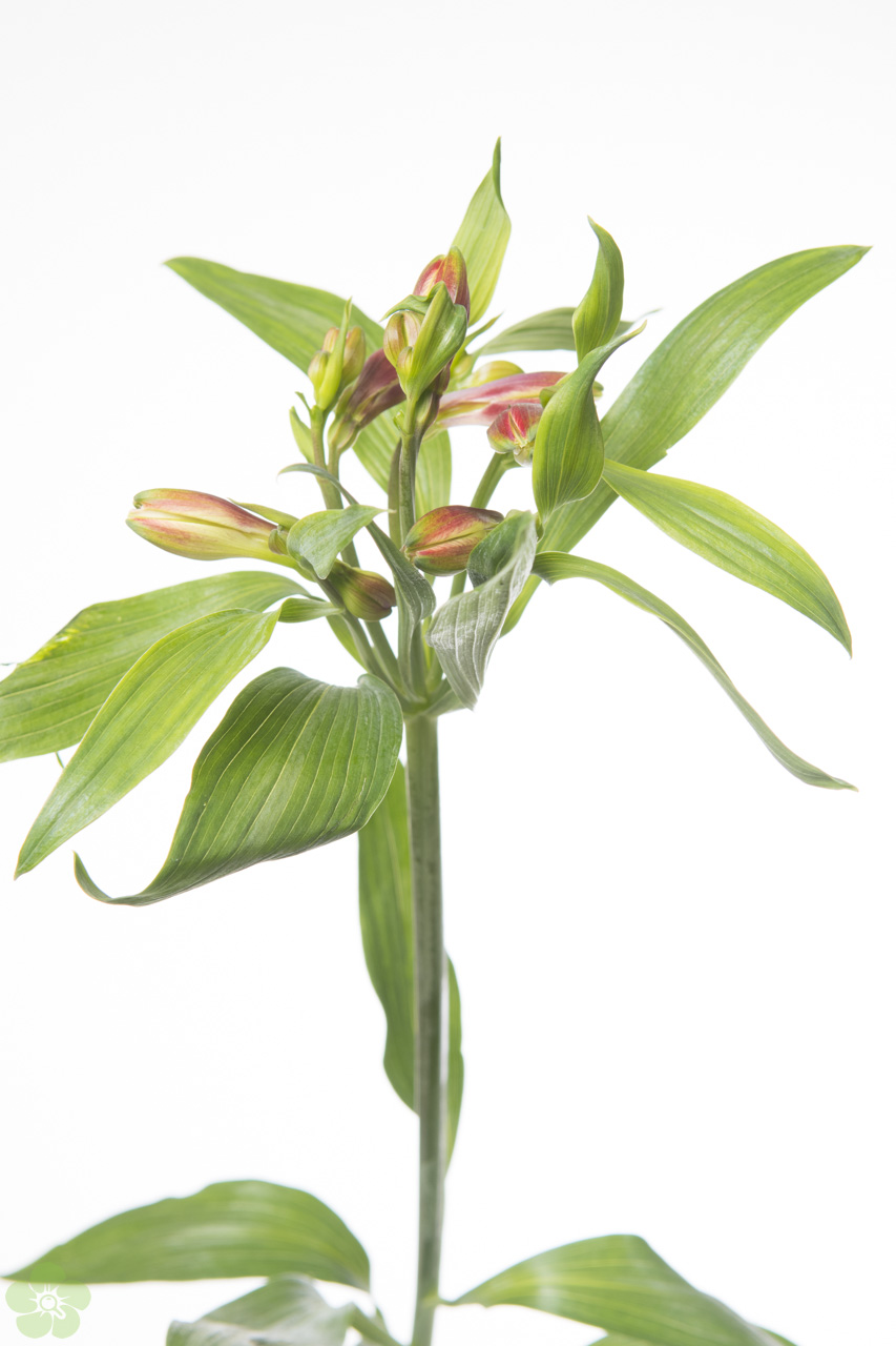 floweracademy