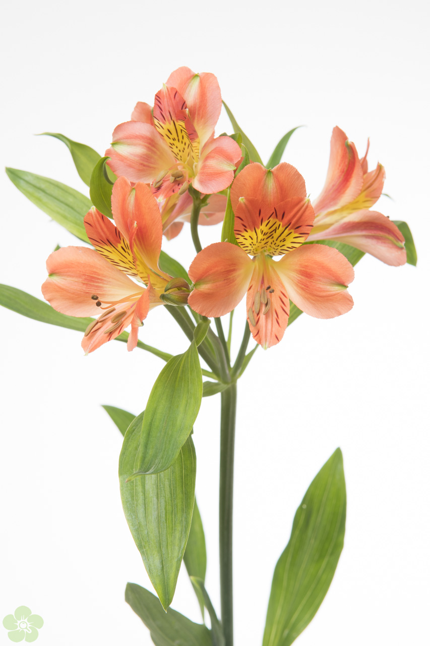 floweracademy