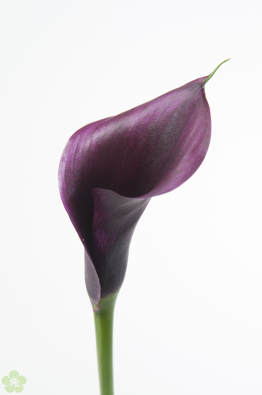 floweracademy