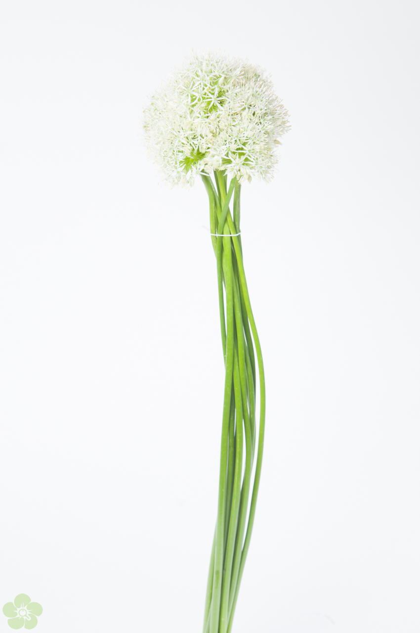 floweracademy